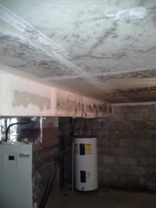 mold damage