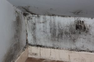 mold on walls
