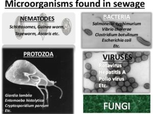microorganisms found in sewage
