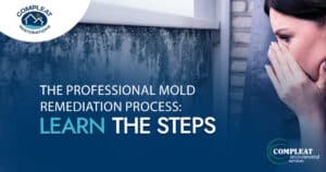 the professional mold remediation process