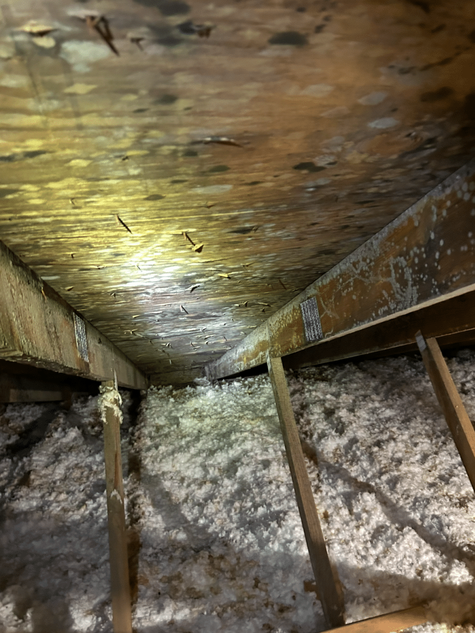 Moldy attic in Harrisburg