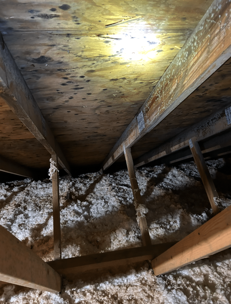 A moldy Reading attic