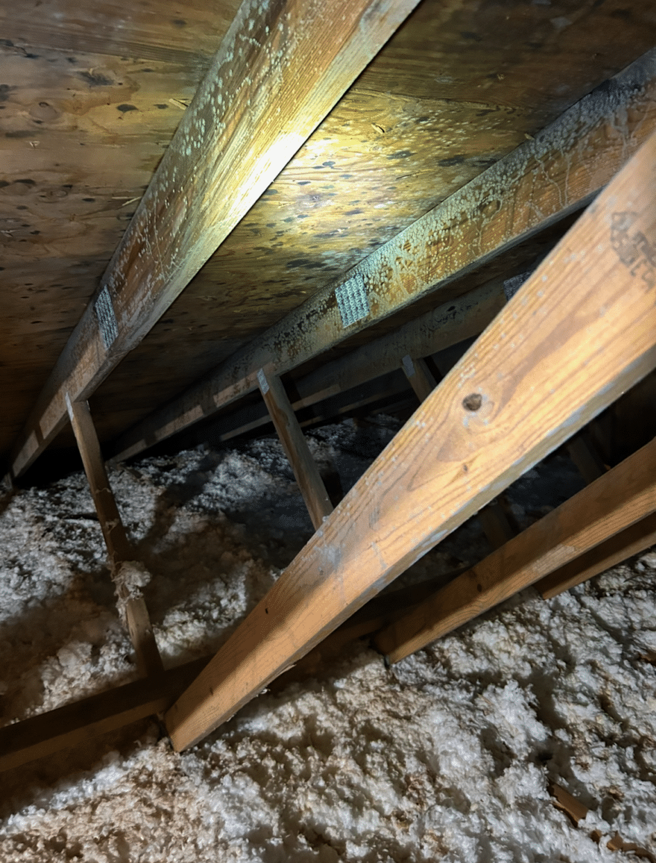 An attic filled with mold