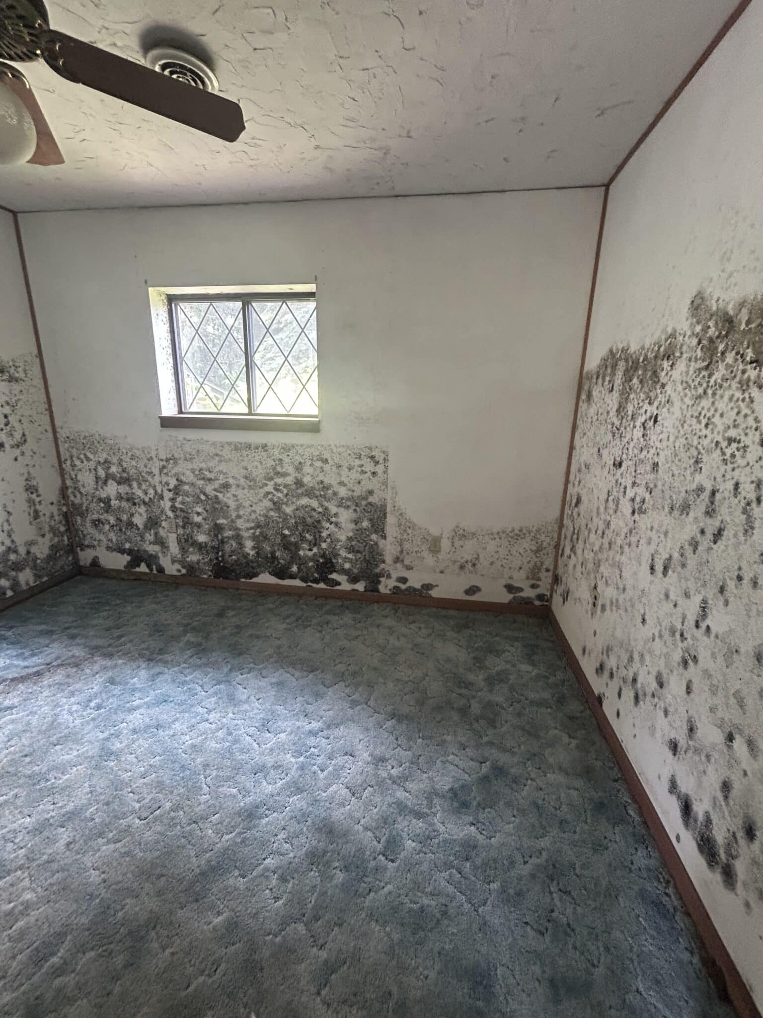 A moldy room in a York apartment