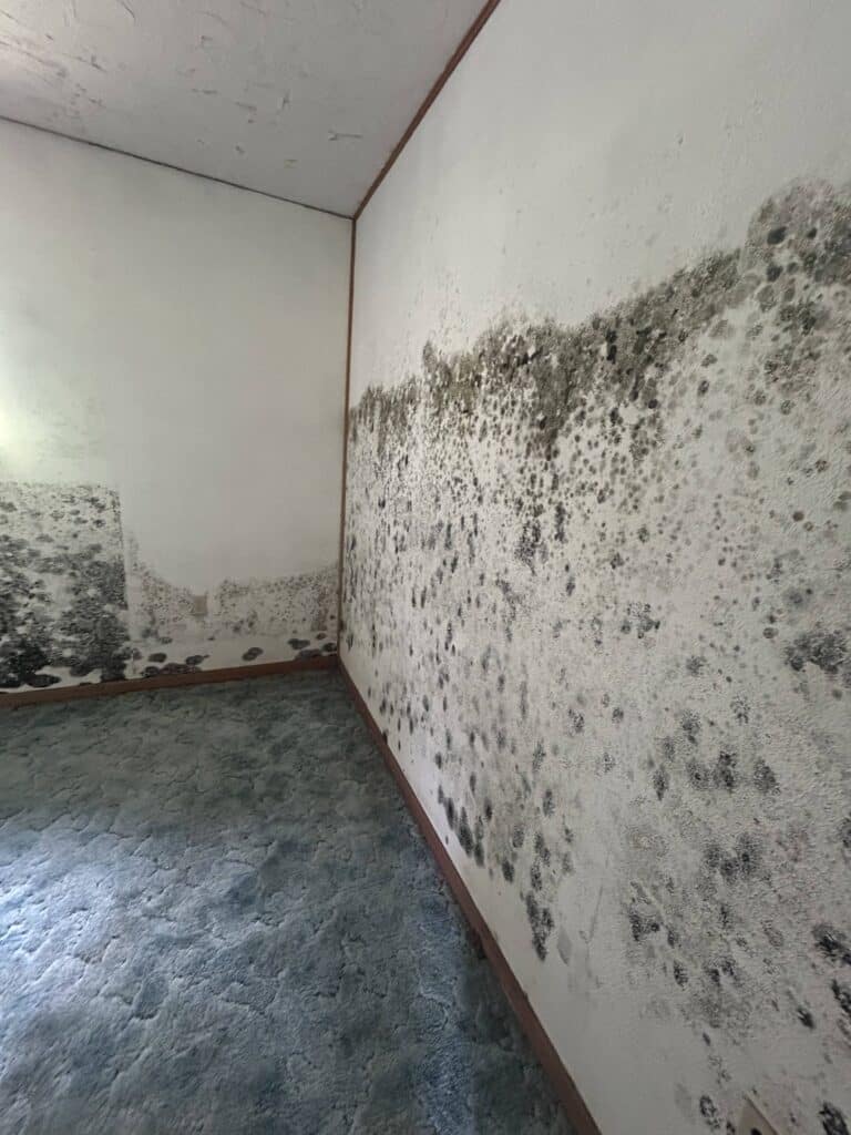 Wall covered in mold