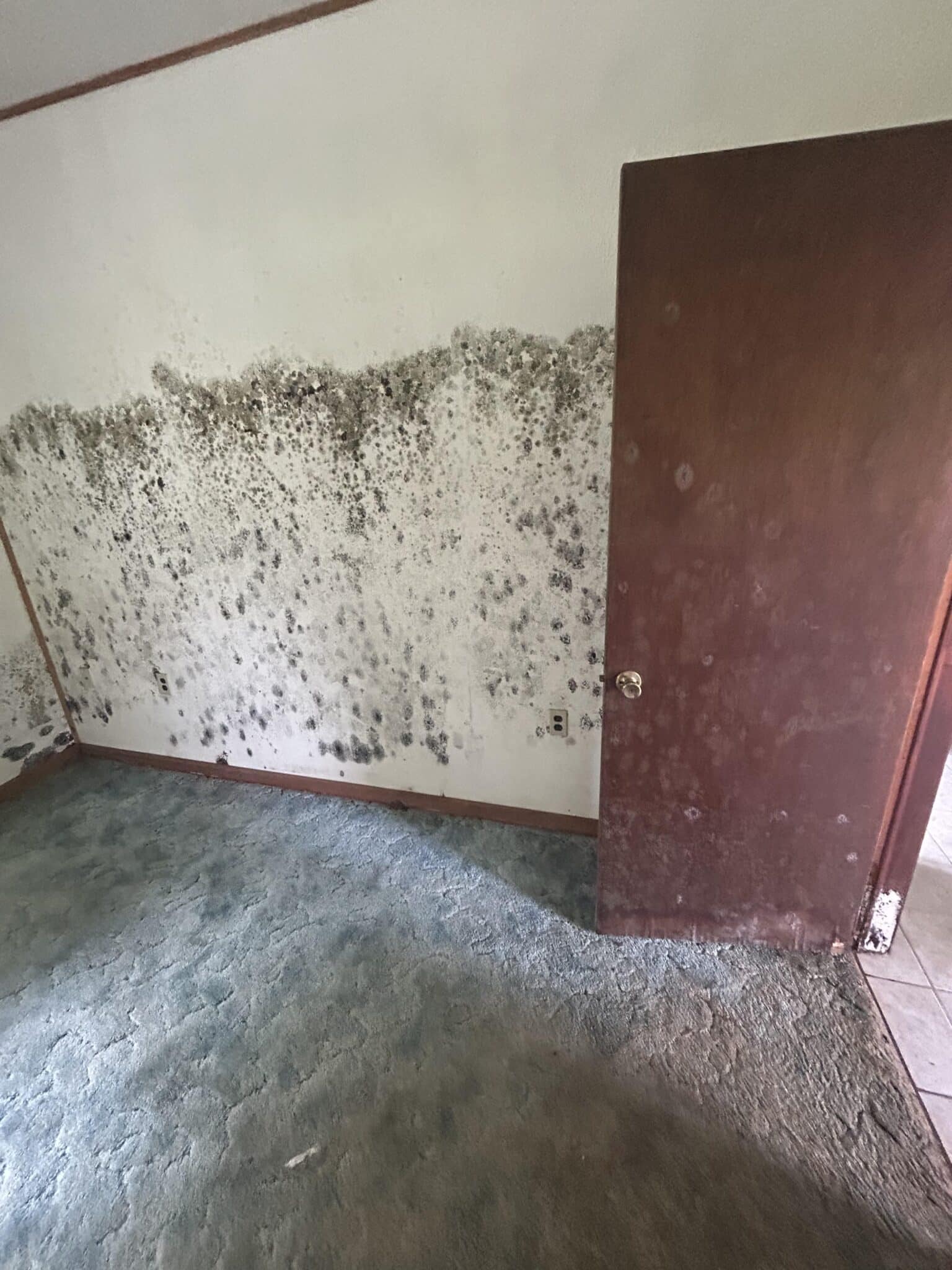 A moldy Harrisburg room with Mold