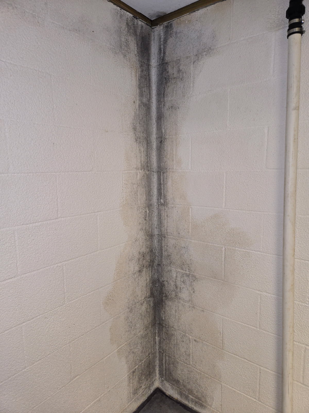 Black mold in a basement corner