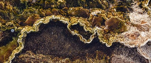 Mold from aerial view